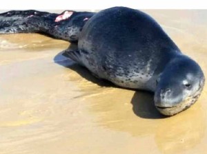 FraserIsland4X4CarHireLeopard Seal