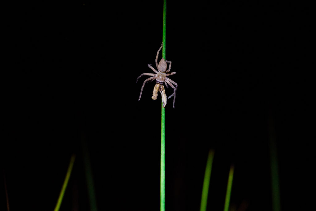 Moreton Island Spider